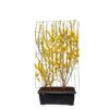 Forsythia int. ‚Lynwood‘ – ↨180cm – 1 pcs