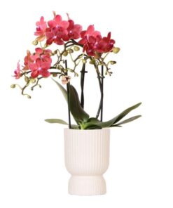 Kolibri Orchids | rosa lila Phalaenopsis Orchidee – Congo + Diabolo travertine – Topfgröße Ø9cm | blühende Zimmerpflanze – frisch vom Züchter