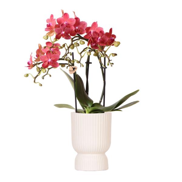 Kolibri Orchids | rosa lila Phalaenopsis Orchidee – Congo + Diabolo travertine – Topfgröße Ø9cm | blühende Zimmerpflanze – frisch vom Züchter