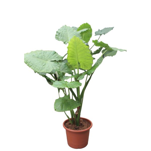 Alocasia Macrorrhiza – 200 cm – ø45