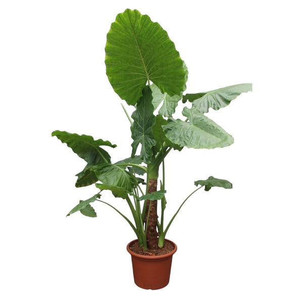 Alocasia Macrorrhiza – 250 cm – ø60