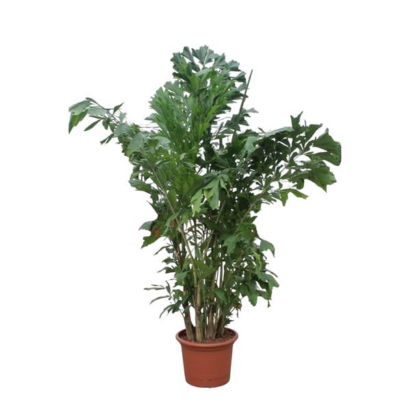 Caryota Mitis – ↕220 cm – ø45 cm