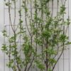 Halesia carolina – ↨180cm – 1 pcs