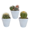 Bolcactus-Mischung 8,5 cm – in witte pot