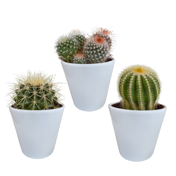 Bolcactus-Mischung 8,5 cm – in witte pot