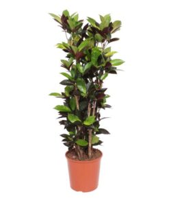 Codiaeum Iceton (Croton Iceton) – 140 cm – ø30