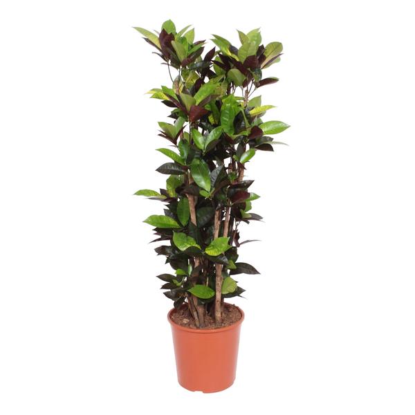 Codiaeum Iceton (Croton Iceton) – 140 cm – ø30