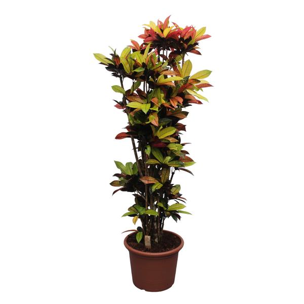 Codiaeum Iceton (Croton Iceton) – 220 cm – ø50