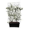 Heptacodium miconioides – ↨180cm – 1 pcs