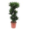 Dracaena Compacta – 140 cm – ø30