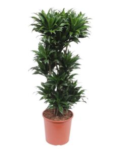 Dracaena Compacta – 140 cm – ø30