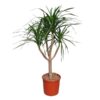 Dracaena Draco vertakt – 160 cm – ø34