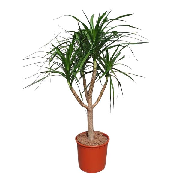 Dracaena Draco vertakt – 160 cm – ø34