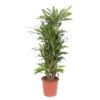 Dracaena Eve – 160 cm – ø30