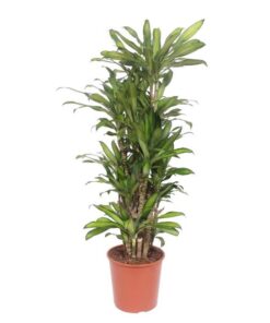 Dracaena Eve – 160 cm – ø30