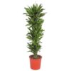 Dracaena Golden Coast – 200 cm – ø34