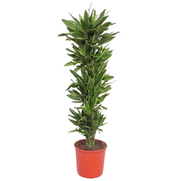 Dracaena Golden Coast – 200 cm – ø34