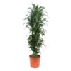 Dracaena Janet Craig – 170 cm – ø34