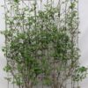 Lonicera xylosteum – ↨180cm – 1 pcs