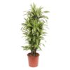 Dracaena Lemon Lime – 150 cm – ø30