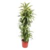 Dracaena Lemon Lime – 170 cm – ø34