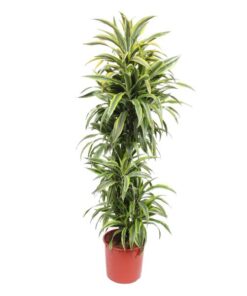 Dracaena Lemon Lime – 170 cm – ø34