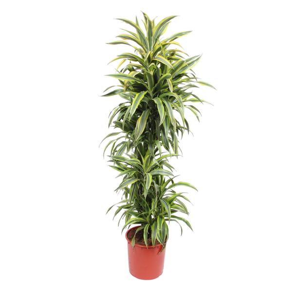 Dracaena Lemon Lime – 170 cm – ø34