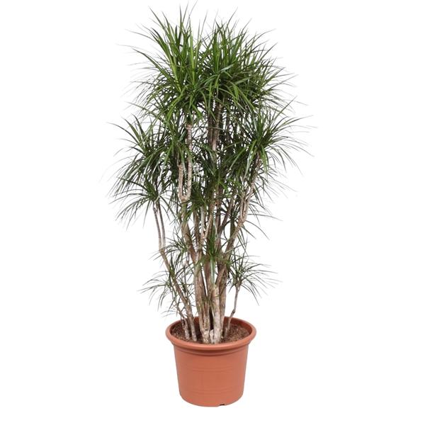 Dracaena Marginata vertakt – 210 cm – ø50