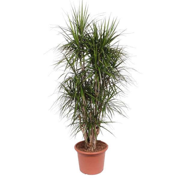 Dracaena Marginata vertakt – 190 cm – ø45