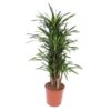 Dracaena Riki – 140 cm – ø30