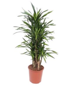 Dracaena Riki – 140 cm – ø30