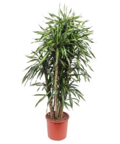 Dracaena Riki – 170 cm – ø34