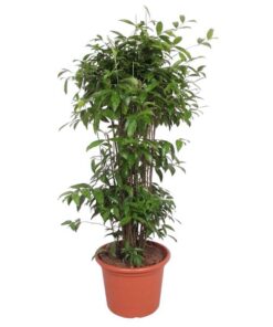 Dracaena Surculosa – 240 cm – ø50