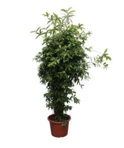 Dracaena Surculosa – 300 cm – ø60