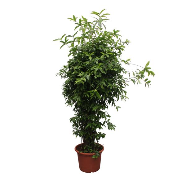 Dracaena Surculosa – 300 cm – ø60