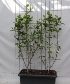 Magnolia ‚Solar Flair‘ – ↨180cm – 1 pcs