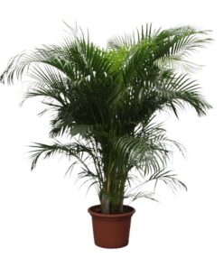 Dypsis Lutescens (Areca Palm) – 230 cm – ø40