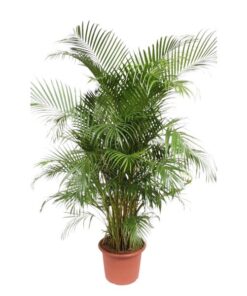 Dypsis Lutescens (Areca Palm) – 240 cm – ø45