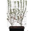 Malus ‚Evereste‘ – ↨180cm – 1 pcs