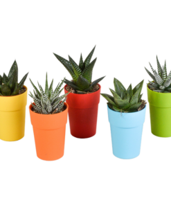 Gasteria/Haworthia-Mischung 5,5cm – 5x – in gekleurde plasticpot