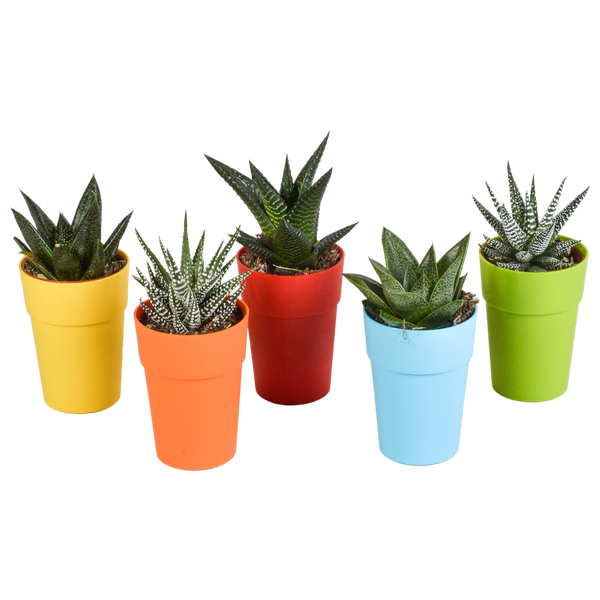 Gasteria/Haworthia-Mischung 5,5cm – 5x – in gekleurde plasticpot