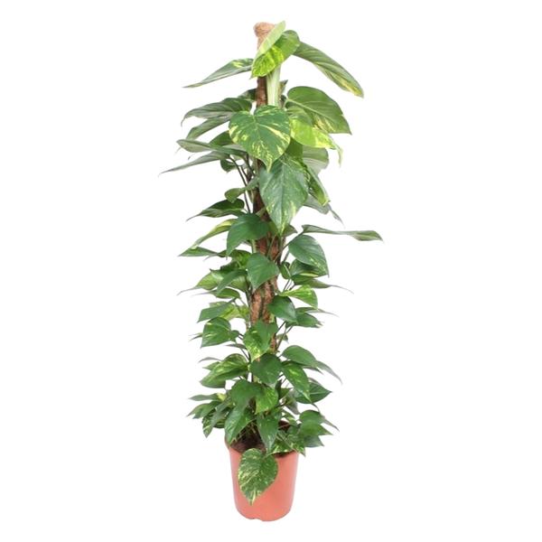 Epipremnum Aureum mosstok – 150 cm – ø27