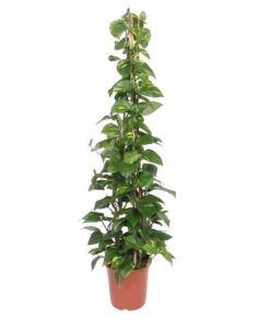 Epipremnum Aureum pyramide – 160 cm – ø27