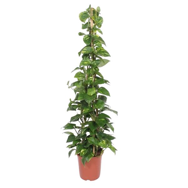 Epipremnum Aureum pyramide – 160 cm – ø27