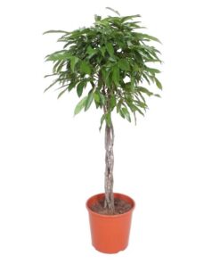 Ficus Amstel King gevlochten stam – 150 cm – ø30