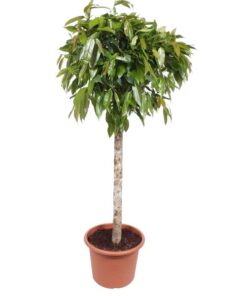 Ficus Amstel King – 180 cm – ø40