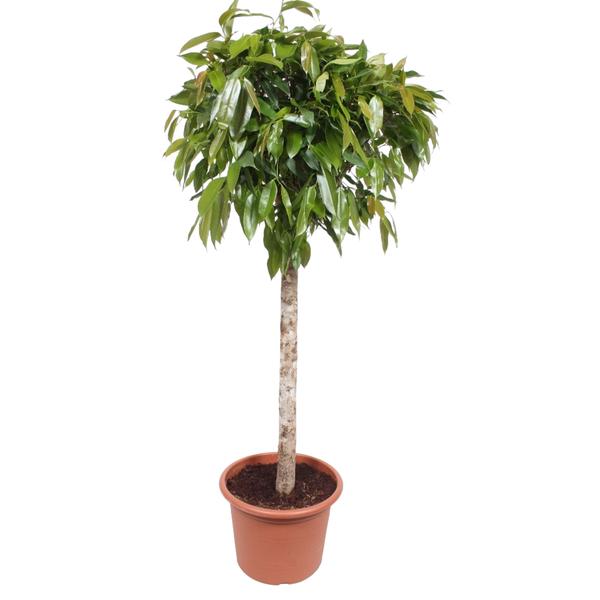 Ficus Amstel King – 180 cm – ø40