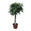 Ficus Amstel King gevlochten stam – 190 cm – ø45 Ficus Amstel King gevlochten stam – 190 cm – ø45