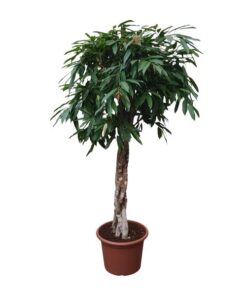 Ficus Amstel King gevlochten stam – 190 cm – ø45