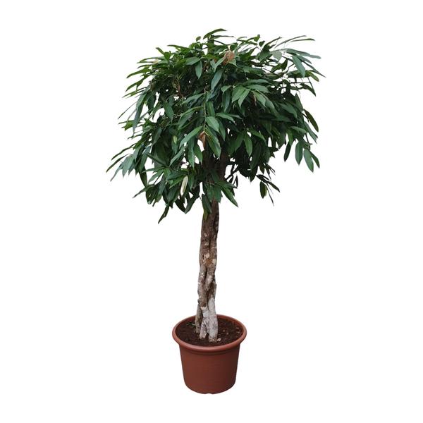 Ficus Amstel King gevlochten stam – 190 cm – ø45